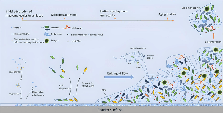 Biofilm development on GAC