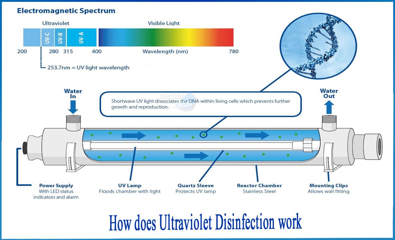 How UV disinfection works - UV-C light damages pathogen DNA